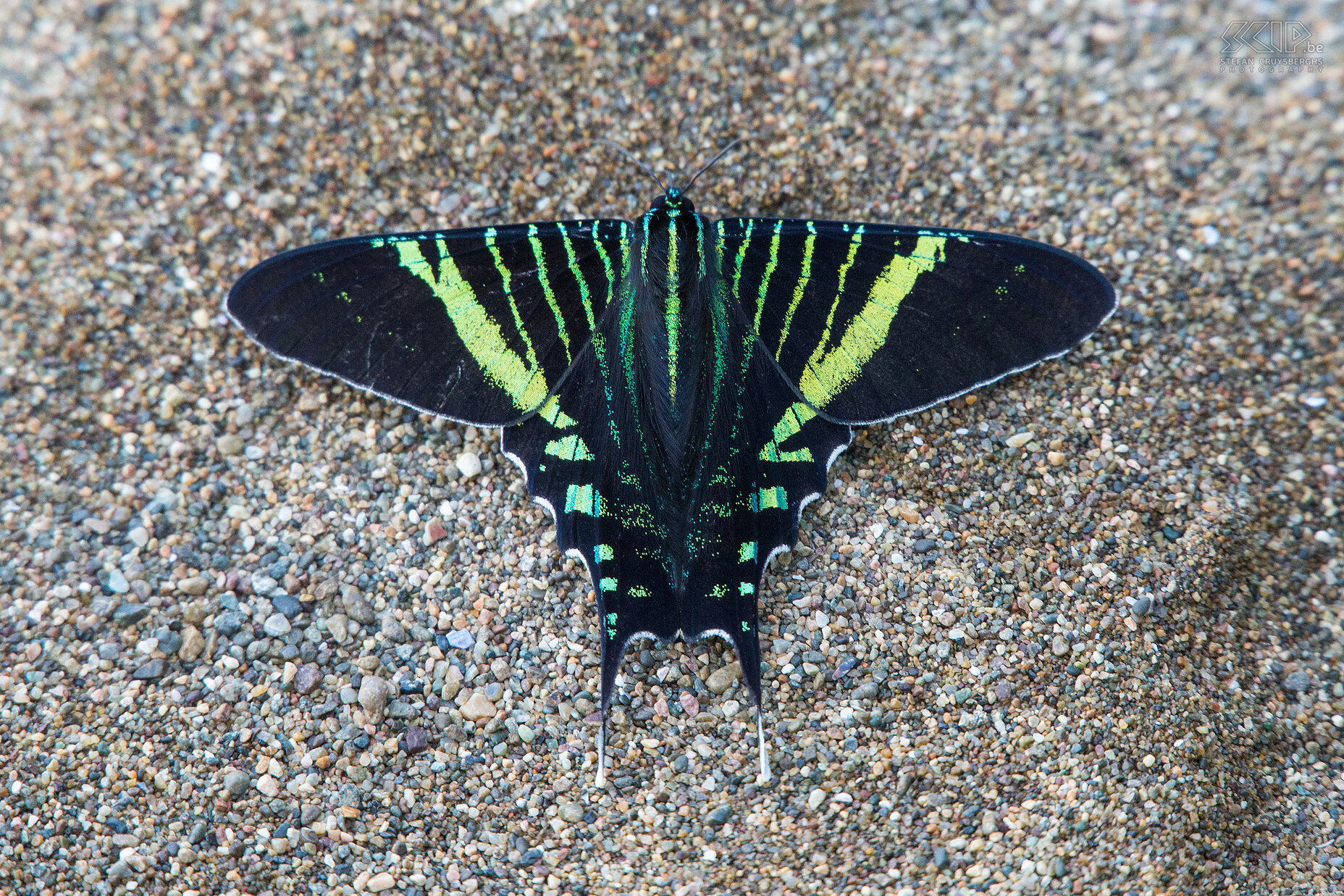 Bahia Drake - Green page moth This green page is not a butterfly but a moth Stefan Cruysberghs